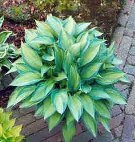 #1 hosta june