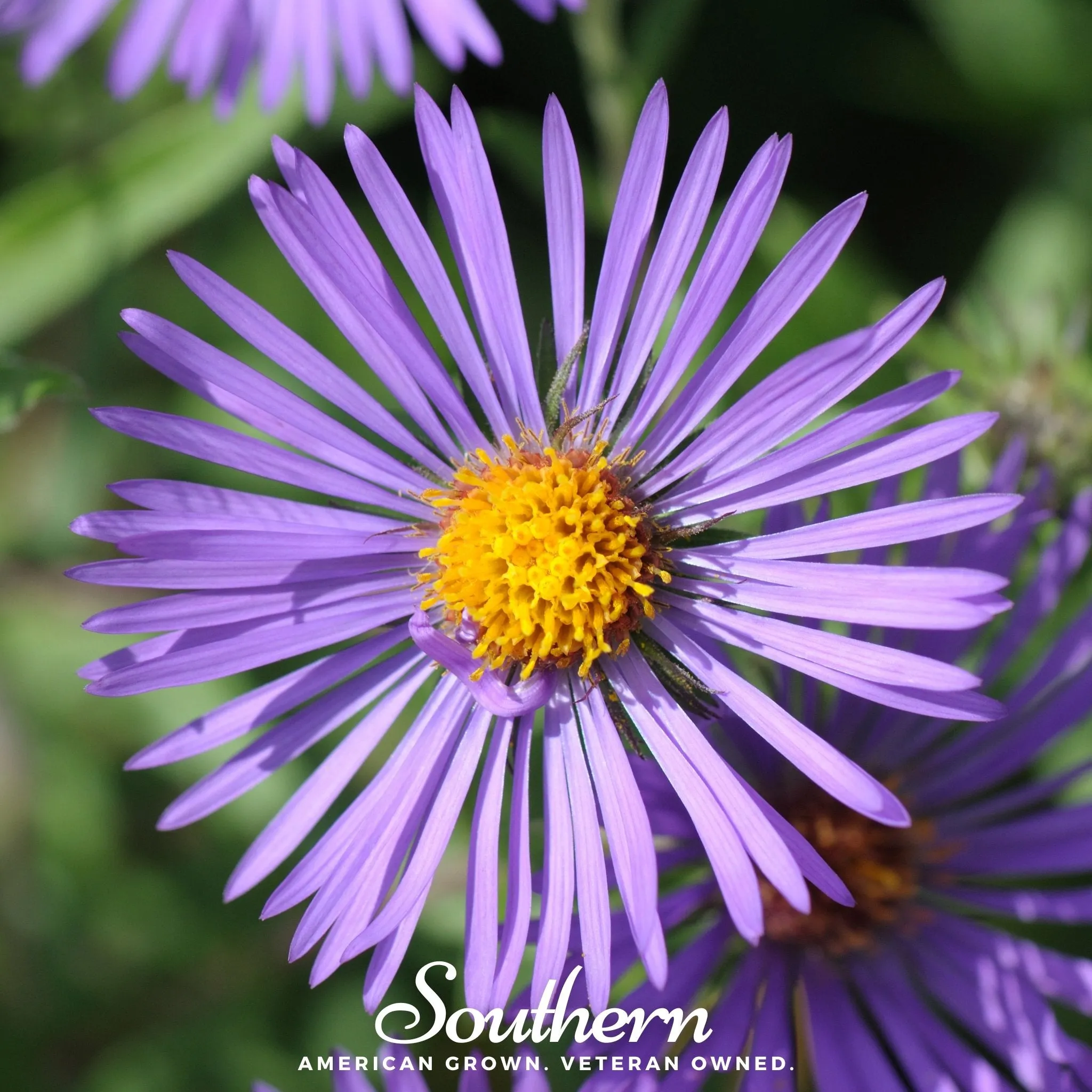 Aster, New England (Aster novae-angliae) - 200 Seeds