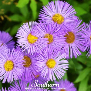 Aster, New England (Aster novae-angliae) - 200 Seeds