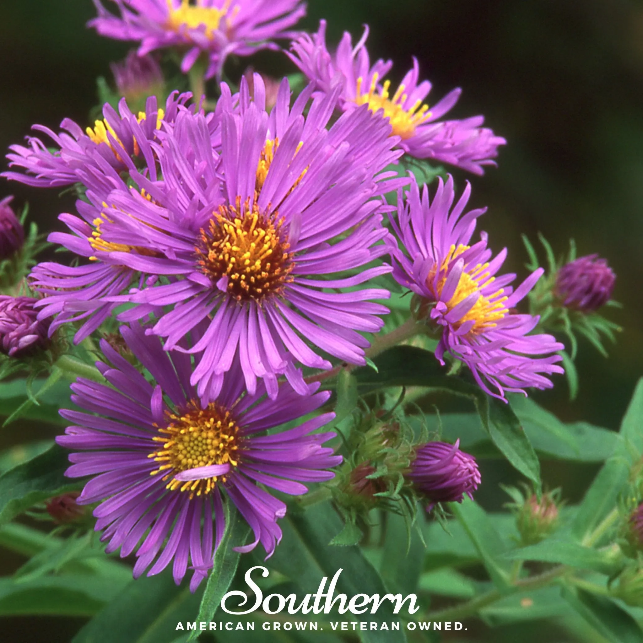 Aster, New England (Aster novae-angliae) - 200 Seeds