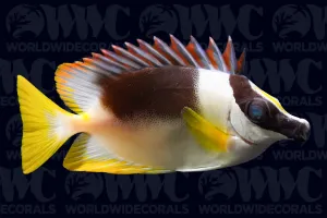 Magnificent Foxface Rabbitfish - Indonesia