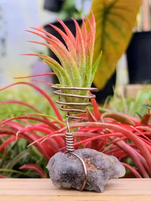 WYSIWYG Sphalerite Air Plant Holder with Ionantha Mexican