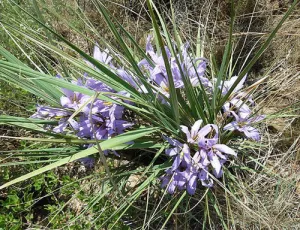 Xerophyta retinervis | Black Stick Lily | 20 Seeds